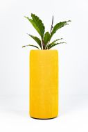 BuzziPlanter