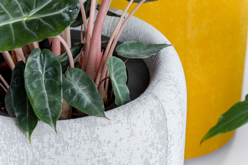 BuzziPlanter
